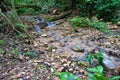 Green vegetation with flowing water in Gombe Stream National Park