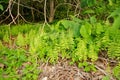 Green vegetation in Gombe Stream National Park