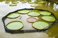 Victoria waterlily leaves on fish pond Royalty Free Stock Photo