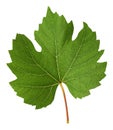 Fresh green vine leaf Royalty Free Stock Photo