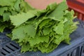 Fresh green vine leaves for sale on a market in Makedonia, Greece, used for stuffed Greek dolmades a traditional vegetarian dish, Royalty Free Stock Photo