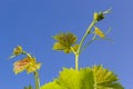 Fresh Green Vine Leaves in a Vineyard against stunning blue sky Royalty Free Stock Photo