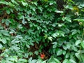 Fresh green vines and red flower pattern background Royalty Free Stock Photo