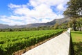 Fresh green vineyards on the farm Groot Constantia Royalty Free Stock Photo