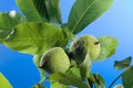 Fresh green walnut Royalty Free Stock Photo