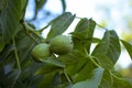 Fresh green walnuts growing on a tree Royalty Free Stock Photo