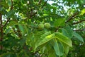 Fresh green walnuts growing on a tree branch Royalty Free Stock Photo