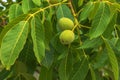 Fresh green walnuts ripening on their walnut tree Royalty Free Stock Photo