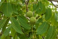 Fresh green walnuts ripening on their walnut tree Royalty Free Stock Photo