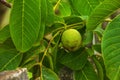 Fresh green walnuts ripening on their walnut tree Royalty Free Stock Photo