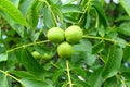 Fresh green walnuts on the tree Royalty Free Stock Photo