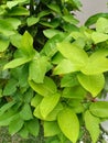 Fresh green water guava leaves