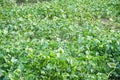 Fresh green water hyacinth plant in nature garden Royalty Free Stock Photo