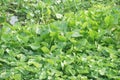 Fresh green water hyacinth plant in nature garden Royalty Free Stock Photo
