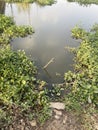 fresh green water hyacinth plant in nature garden Royalty Free Stock Photo