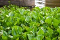 Green water hyacinth plant in nature garden