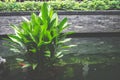 Fresh green water plants in the pond Royalty Free Stock Photo