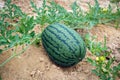 Fresh green watermelon of ripe watermelons with green leaves in field. nature food