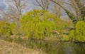 Fresh green weeping willow in spring along a creek