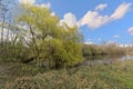 Fresh green weeping willow tree along a lake in the flemish countryside