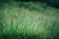 Fresh green wet grass with morning water drops in mountains, natural background. Close up with shallow focus Royalty Free Stock Photo