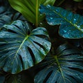 fresh green wet philodendron leaves