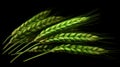 fresh green wheat on black background