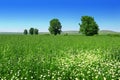 Fresh green wheat with daisies Royalty Free Stock Photo