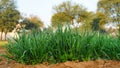 Fresh green wheat germ growing close up. Sparkling water drops on new wheat plants. Green grass background Royalty Free Stock Photo