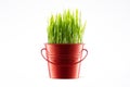 Fresh Green wheat grass in decorative pot isolated on white back Royalty Free Stock Photo