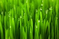 Fresh green wheat grass with drops dew Royalty Free Stock Photo