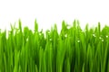 Fresh green wheat grass with drops dew Royalty Free Stock Photo