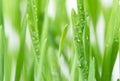 Fresh green wheat grass with drops dew Royalty Free Stock Photo