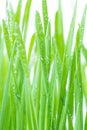 Fresh green wheat grass with drops dew Royalty Free Stock Photo