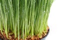 Fresh green wheat grass with drops dew on white background. Healthy food concept Royalty Free Stock Photo