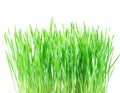 Fresh green wheat grass with drops dew on white Royalty Free Stock Photo