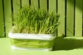 Fresh green wheat grass in flower pot. Home gardening. Sunshine. Horizontal. Royalty Free Stock Photo