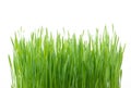 .Green wheat grass isolated on white background Royalty Free Stock Photo