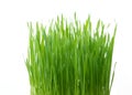 .Green wheat grass isolated on white background Royalty Free Stock Photo