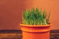 Fresh green wheat grass in plastic pot Royalty Free Stock Photo