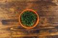 Fresh green wheat grass in plastic pot Royalty Free Stock Photo