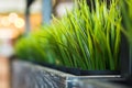 Fresh green wheat grass in a pot Royalty Free Stock Photo