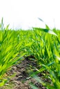 Fresh green wheat sprouts of a new wheat crop against a blue sky, close-up Royalty Free Stock Photo