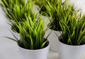 Fresh green grass grows in a concrete pot. Royalty Free Stock Photo