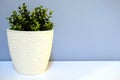 Fresh green grass grows in a concrete pot. Royalty Free Stock Photo