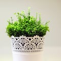 Fresh green grass grows in a concrete pot. Royalty Free Stock Photo