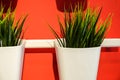Fresh green Wheatgrass grows in a concrete pot. Against the red wall. Royalty Free Stock Photo
