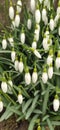 Fresh green and white flower bells