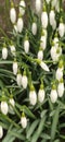 Fresh green and white flower bells Royalty Free Stock Photo