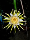 fresh green and white flower bloming dragon fruit hanging on branch growing on night . tropical sweet fruit in thailand gardens Royalty Free Stock Photo